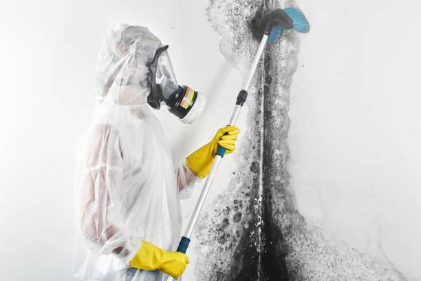 Best Black Mold Removal  in Lakeport, CA