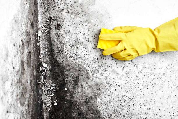 Lakeport, CA Mold Removal Company